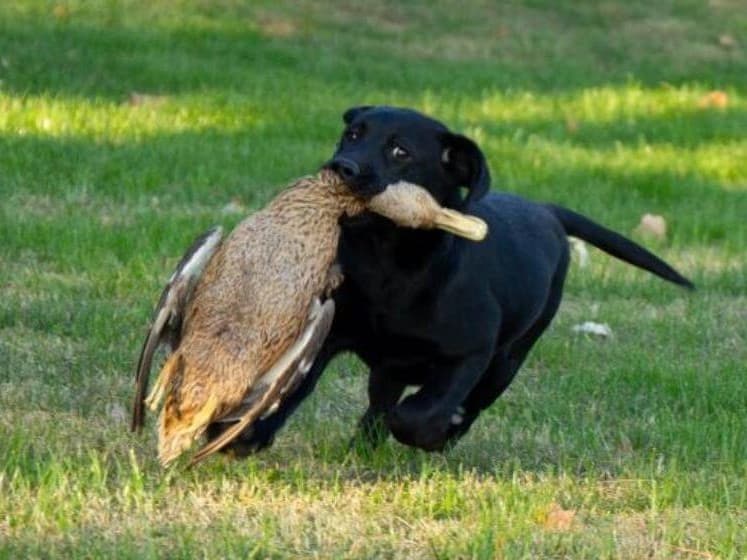 A black dog running and holding a duck in his mouth.
