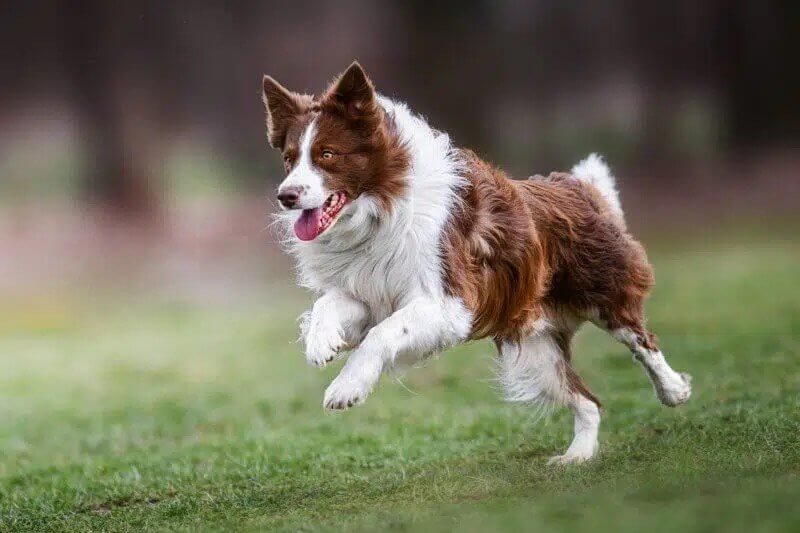 A Border Collie, a brown and white dog, joyfully running on a lush green field.