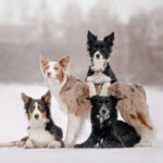 Four Border Collies sitting on top of each other in the snow, showcasing their playful and adorable nature.