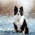 A Border Collie, a black and white dog, sitting gracefully in the snow, showcasing its majestic presence.