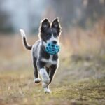 A Border Collie puppy joyfully runs with a blue ball in its mouth, displaying its playful nature.