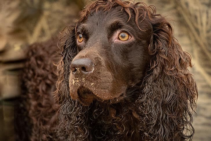 Close-up head photo of a Boyking Spaniel.
