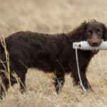 Boykin Spaniel outdoors, holding a dummy toy in its mouth.