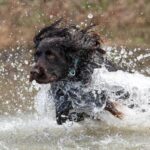 Boykin Spaniel running in the shallow water.