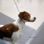 Side photo of a Brittany at a Conformation dog show.