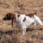 Brittany dog in the field.