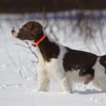 Brittany dog hunting in the snow.