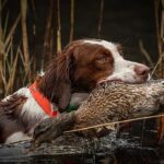 Brittany dog retrieving game in the water.