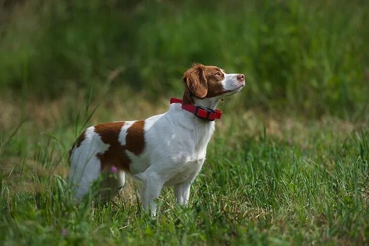Brittany dog standing outside in the field, looking up at the sky.