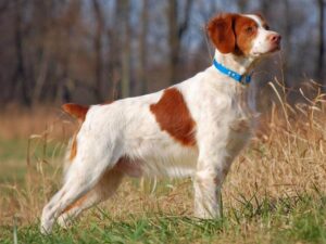 A Brittany dog is standing in the grass.