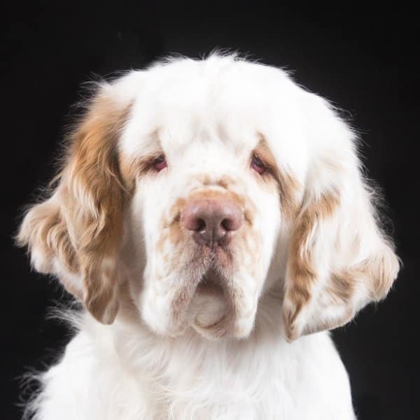A close-up photo of the Clumber Spaniel head.