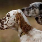 Close-up side photo of four English Setters.