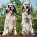 Picture of two English Setters standing side-by-side.