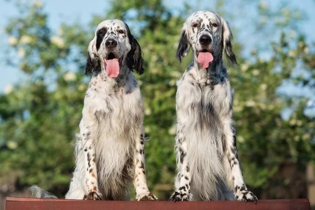 Picture of two English Setters standing side-by-side.