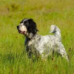 English Setter standing attentively in the grass.