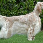 Side photo of an English setter standing stacked on grass.