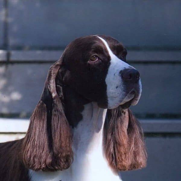 Head photo of English Springer Spaniel.