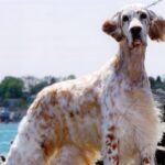 Picture of English Setter standing with an ocean behind him.