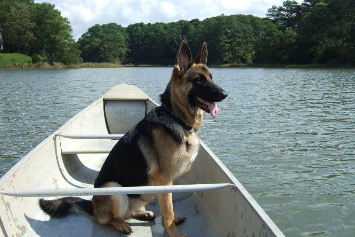 German Shepherd Dog sitting on front of a small boat.