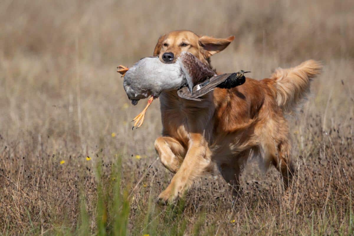 Golden Retriever running through a field, carrying a duck in its mouth.