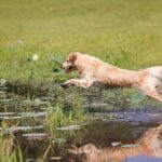 Golden Retriever enthusiastically running and jumping in a pond.