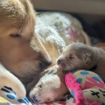 Golden Retriever mom lying with her newborn puppies, wrapped in blankets.