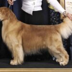 Golden Retriever stacked at a Conformation dog show.