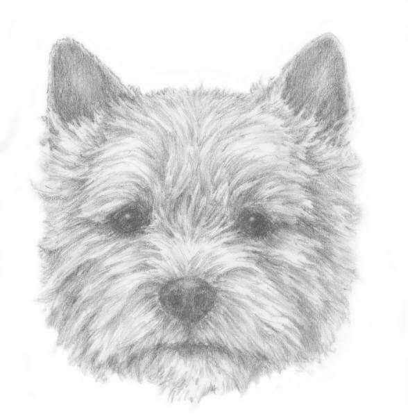 Judging Norwich Terriers