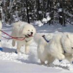 Three Samoyed dogs dragging a sled through the snow.