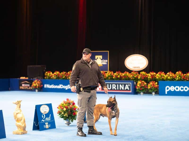 Belgian Malinois K-9 Cop ‘Rom’ at the National Dog Show in Philadelphia.