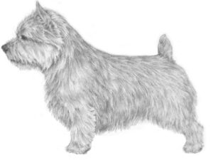 Side photo of a Norwich Terrier.