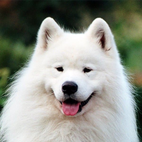 A picture of Samoyed's head.