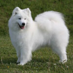 Samoyed standing in a field.