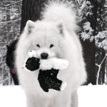 Samoyed walking in snow, with a puppy toy in his mouth.