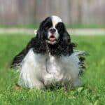 A Cocker Spaniel, a black and white dog, joyfully running on the grass with its ears flapping in the wind.