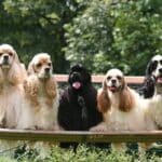 Five Cocker Spaniels sitting side-by-side on a bench, looking adorable and well-behaved.