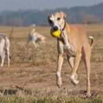 Whippet playing with a ball.