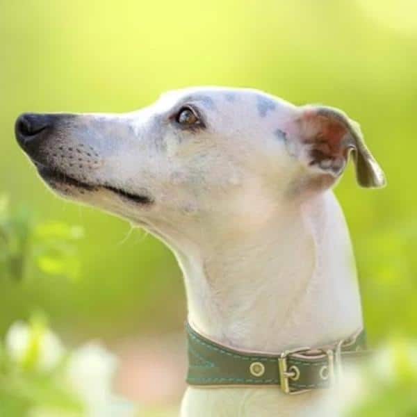 A side profile of Whippet's head.