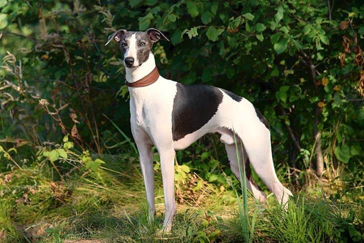 Whippet standing outside, on the grass.
