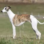 Whippet standing outside, on a field.