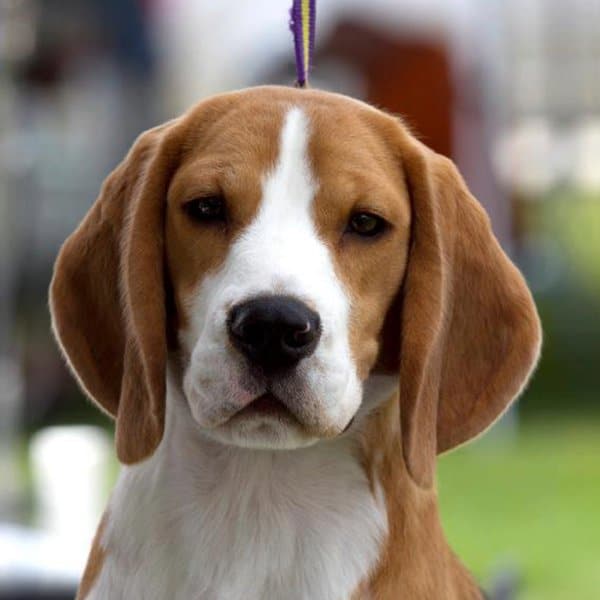 Beagle headshot.
