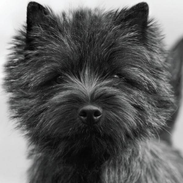 Close up head photo of a Cairn Terrier looking in the distance.