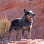 Australian Cattle Dog standing outdoors with rocky terrain in the background.