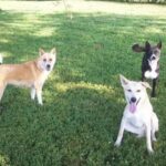 Three Canaan Dogs outside in the yard.