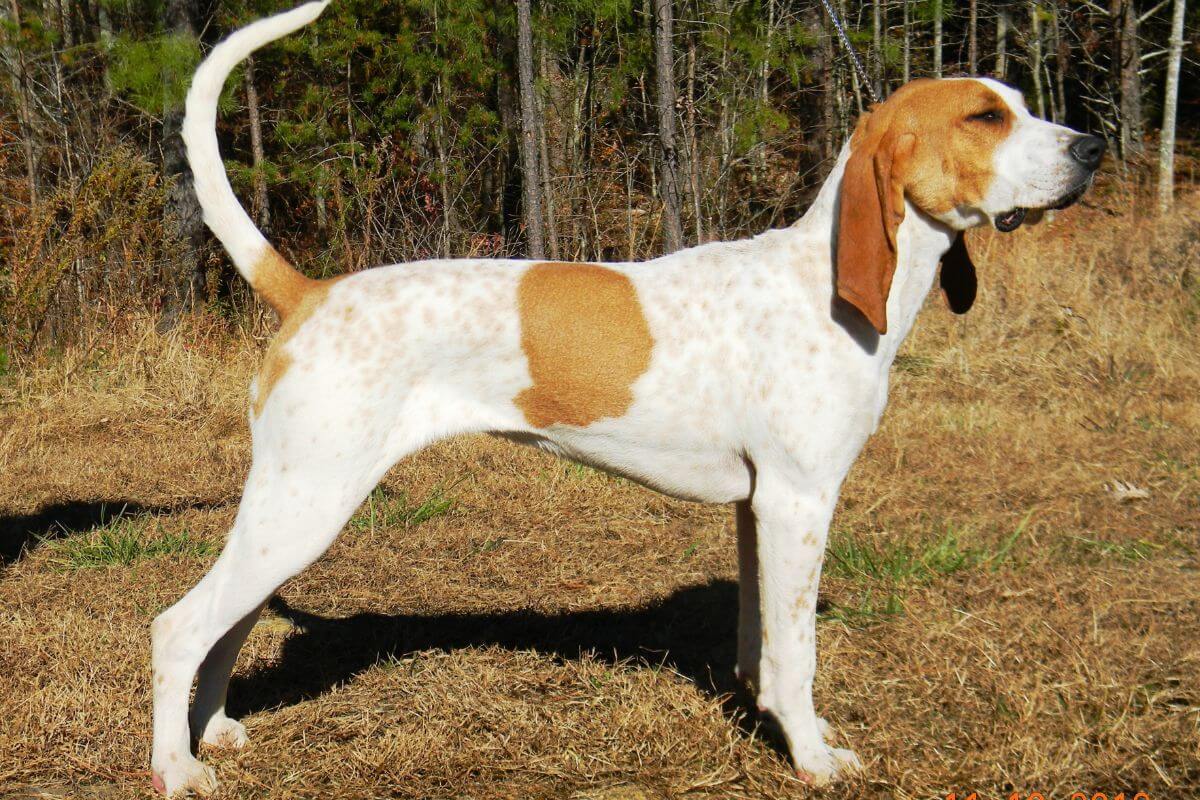 Side photo of an American English Coonhound dog, standing outdoors in the nature.