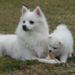 American Eskimo Dog lying outside with a puppy.