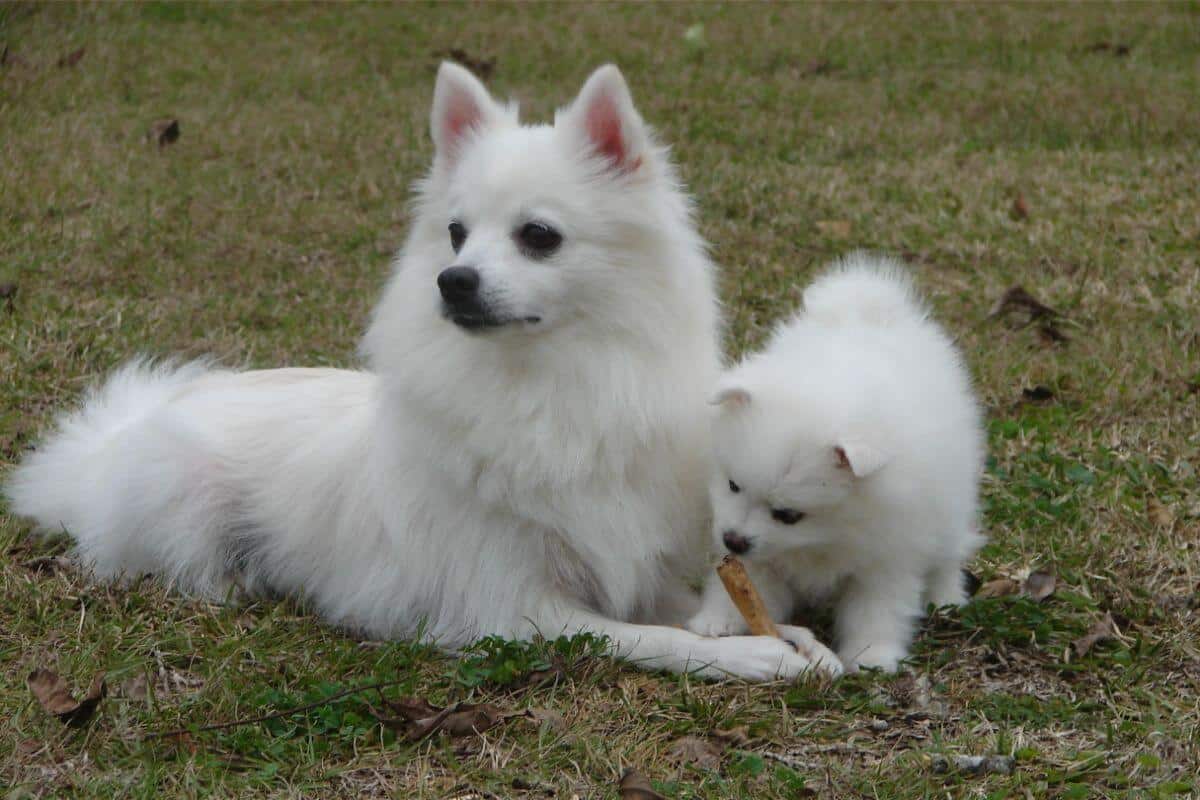 American Eskimo Dog lying outside with a puppy.