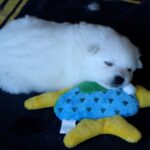 American Eskimo Dog puppy sleeping with its toy.