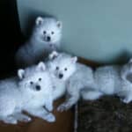 Four American Eskimo Dog puppies lying inside a home.