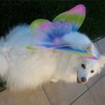 American Eskimo Dog wearing a butterfly outfit.
